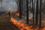 A person walks along a dirt road through a forest, igniting fire along the edge as they go. 