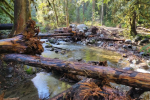 Weathered logs lie across a flowing stream in a green forest