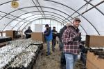 People pack sagebrush seedlings into boxes in a greenhouse.