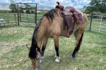 Deerwood Ranch in Laramie a horse grazes that was previously adopted