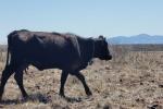 a cow wears a collar for the virtual fence