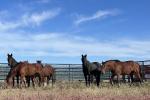 A group of wild horses in a pen. 