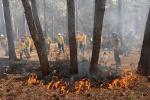 Class of trainees in yellow shirts watch how fire moves through vegetation in a wooded area.