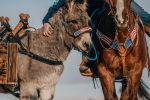 A woman poses for a photo with a horse and burro wearing a cowboy hat.