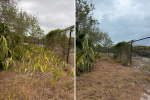 Collage image showing the grassy area next to a chain-link fence before and after the snake plant was removed
