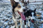 A close-up of the lead sled dogs on a sled dog team. 