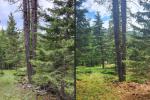 Two photos of an evergreen forest with tall pine trees and a mix of green underbrush showing before and after conditions of a fuels-reduction project.