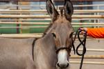 A light brown burro wearing a black halter stands in a corral while a person holds its lead rope.