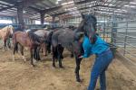 A person wearing a blue long‑sleeve shirt and jeans examining or brushing a dark‑colored horse inside a livestock barn. Several other horses stand nearby in adjoining pens on a dirt floor. The barn has metal walls, beams, and overhead lighting.