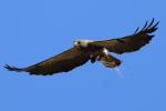 Brown bird of prey flying with wings spread against a clear blue sky