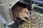 A beaver exits a carrying kennel as it is released into the wilderness.