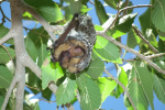 A hoary bat hangs from a tree branch during daylight hours. Hoary bats are known for the silver-white tips on their fur that create a frosted appearance. (Photo courtesy of U.S. Fish and Wildlife Service)