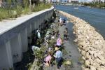 Dozens of volunteers work together to plant mangrove seedlings along a waterfront shoreline protected by a rock breakwater and seawall.