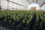 sagebrush plants