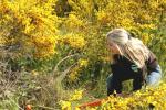 weeds