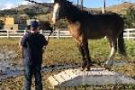 Andrew with a horse on an obstacle. 