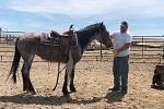 Man standing with horse and halter. 