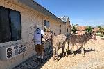 Burros being pet outside a facility.