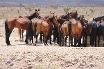 A group of horses standing around a watering hole. 