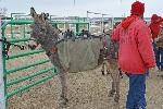 Man stands with burro
