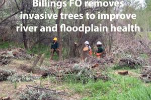 Workers are cutting down russian olive trees. Text says "Billings FO removes invasive trees to improve river and floodplain health
