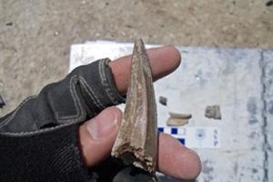 A person holds a pointy tyrannosaur fossil of teeth in their hand. 