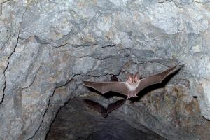 Bats fly out of a gray rock cave entrance. The bat in the foreground is highlighted, with its wings spread and prominent, long ears sticking up