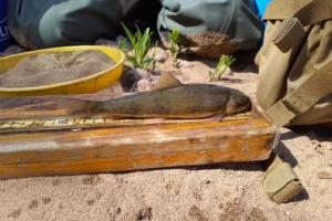 large fish next to a ruler resting on a block of wood