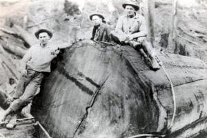 Loggers remove a huge redwood during the logging heyday in the Headwaters Forest Reserve. 