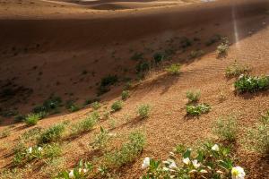 Desert primrose in the crevice of a dune