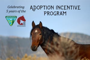A wild horse in sage brush. Wording says "Celebrating 5 years of the Adoption Incentive Program"