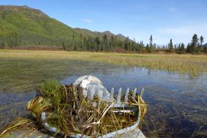 Rake holding invasive Elodea