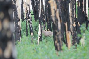 Mule deer peeks around a tree in a previously prescribed burn treated area.