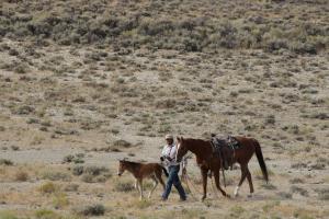 A foal roped by contractors and walks side by side with contractor's horse.