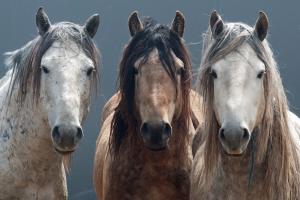Two light colored horses and one brown horse
