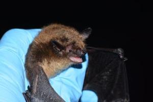 Little brown bat being held by a hand in a blue medical glove