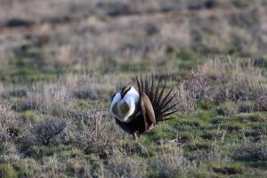Male sage grouse strutting in the lek.