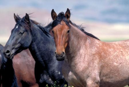 Wild Horses