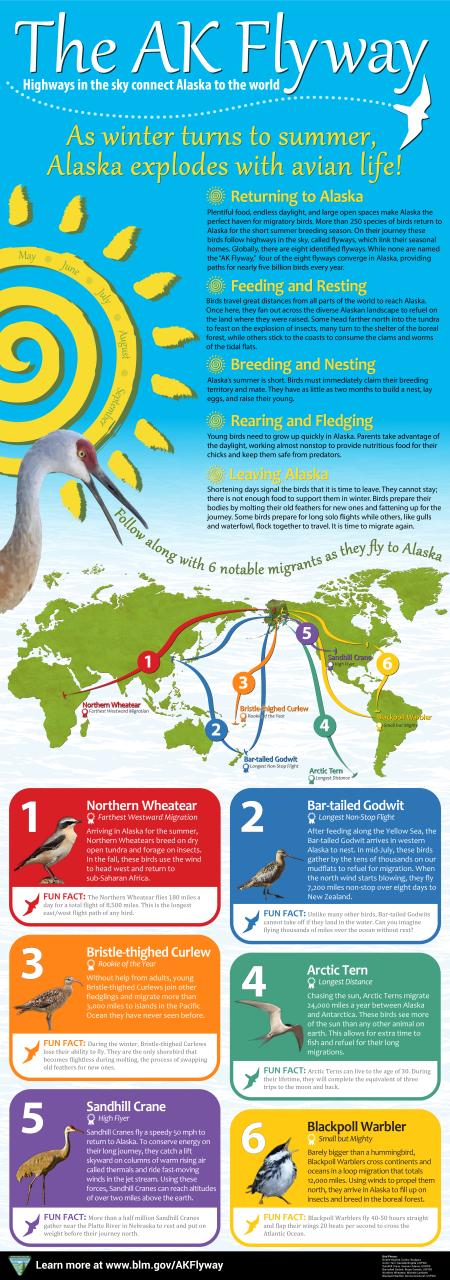 The AK Flyway infographic featuring 6 different bird species that migrate to Alaska every Spring