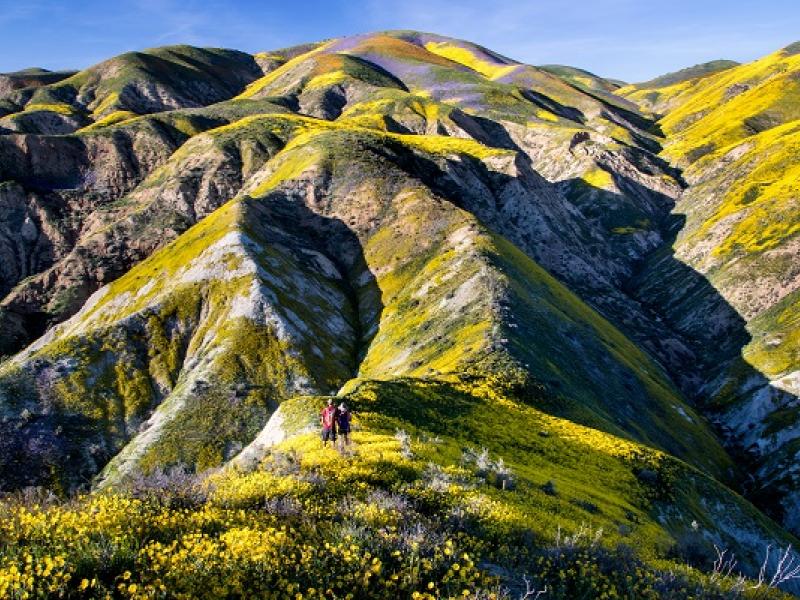During wet springs, the normally dry Carrizo Plain comes alive with a profusion of indescribable wildflower displays. The National Monument conserves the largest array of T&E wildlife in CA and is a great example of a BLM-State and NGO (Nature Conservancy) partnership. (Photo by Bob Wick)