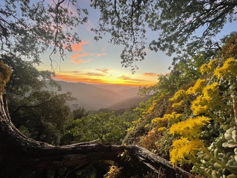 A sunset in a lush forest with yellow flowers in the foreground