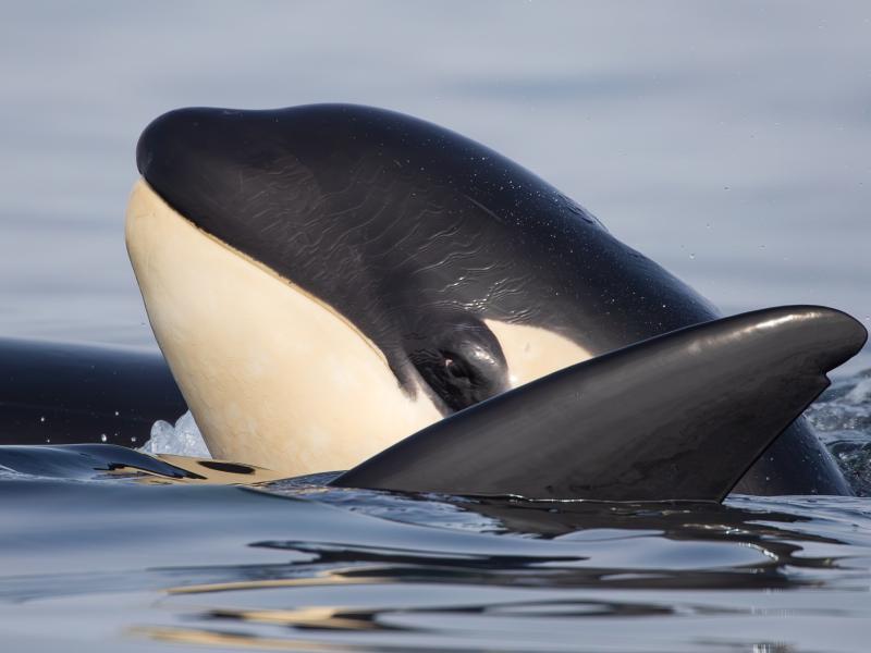 baby orca pops head above water