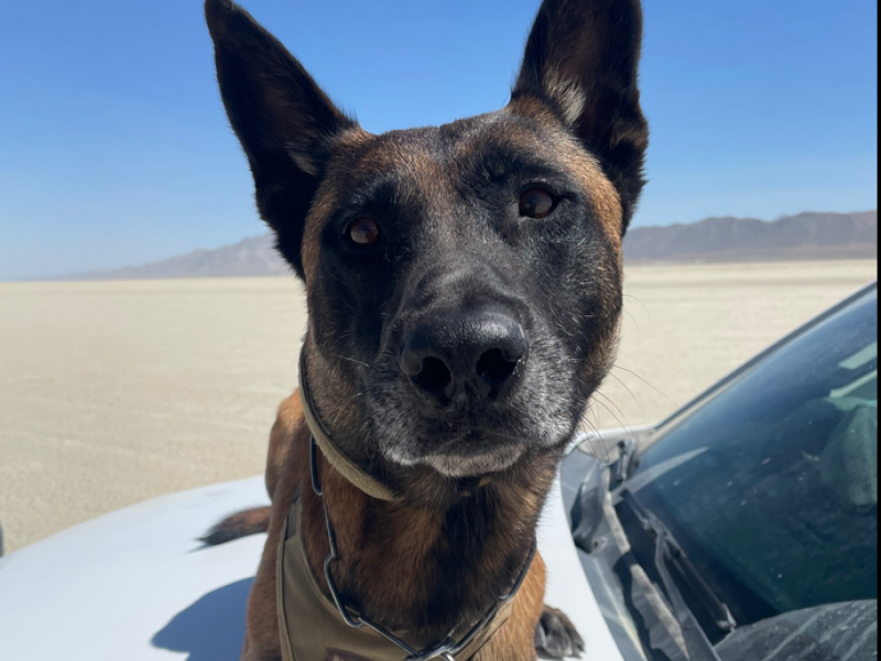 A Belgian Malinois kp sits on a white truck in the desert blue sky.