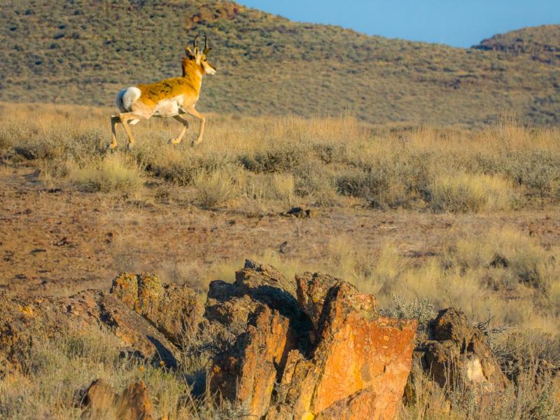 Pronghorn frolicking through a field