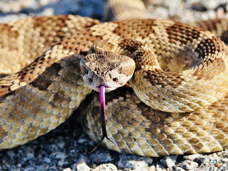 rattle snake tongue