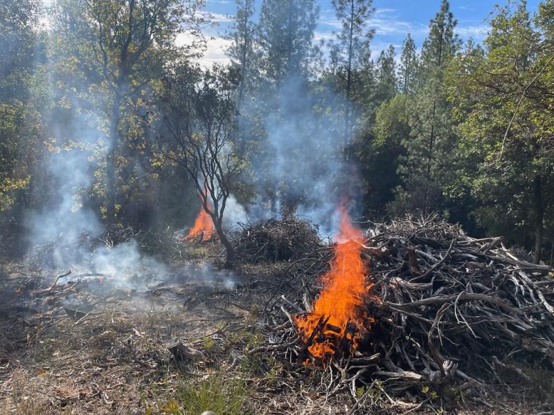piles of wood burning with smoke lifting into the air
