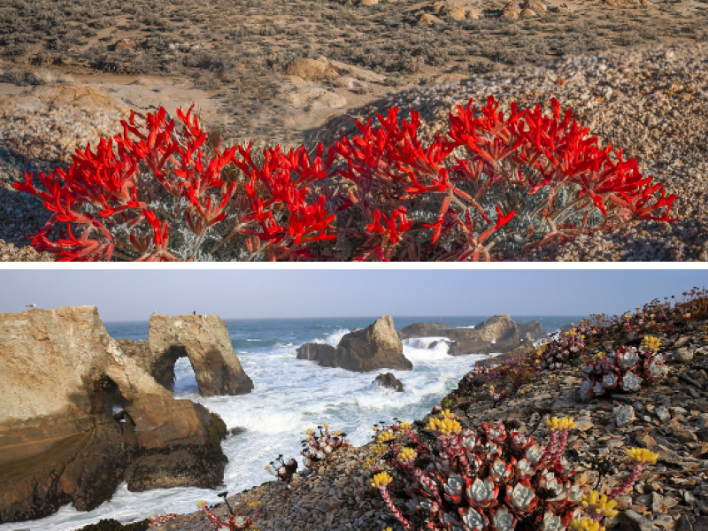 two photos stacked on top of another. one is desert with red flowers and another is a dramatic ocean shore with rocks and splashing waves