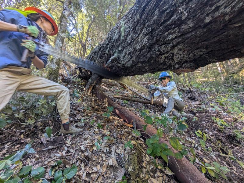 Women cutting a log