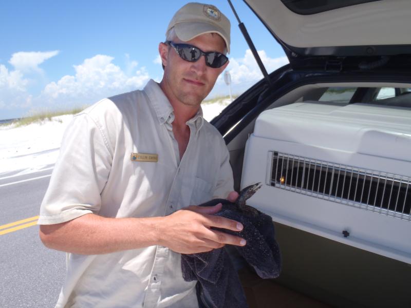 A man holds a bird in a cloth on the side of the road next to a car. 