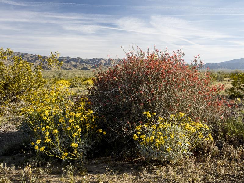 yellow and red shrubs in the desert.